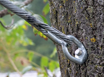 Tree Cabling And Bracing
