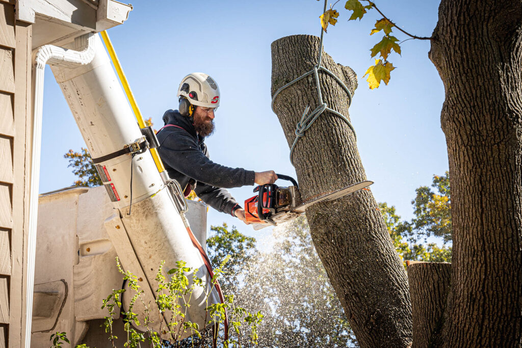 Tree Removal Services