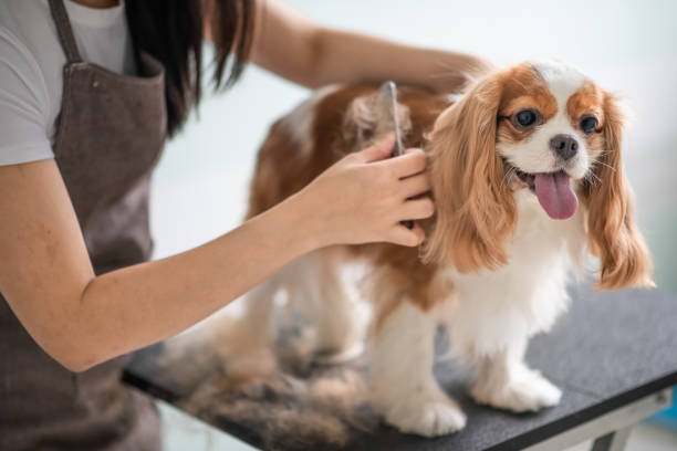 Pet Grooming Services