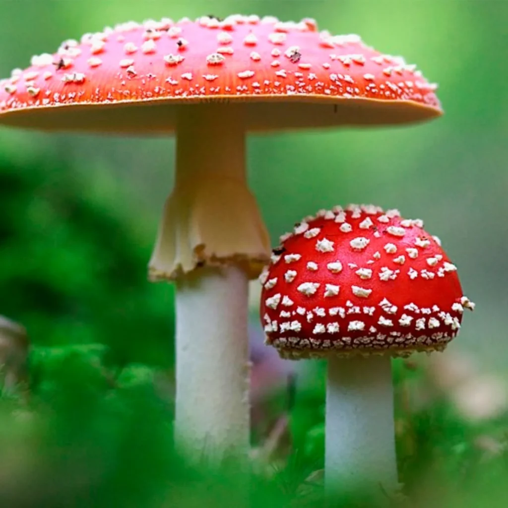 Muscaria Gummies